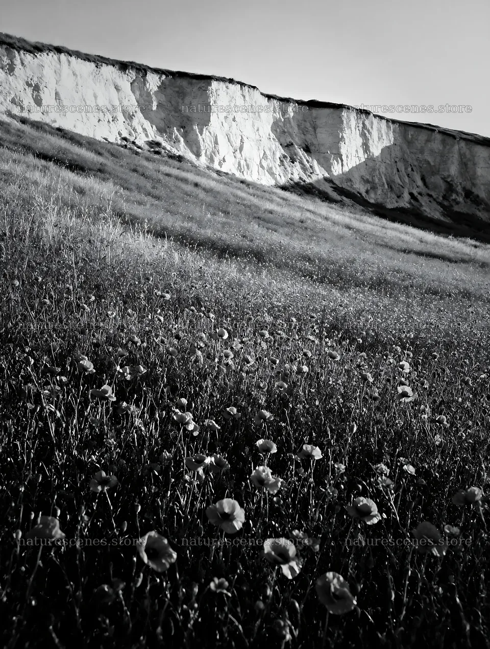 Poppy flax meadow view with cliffs in the background – nature scenes 6898x9134