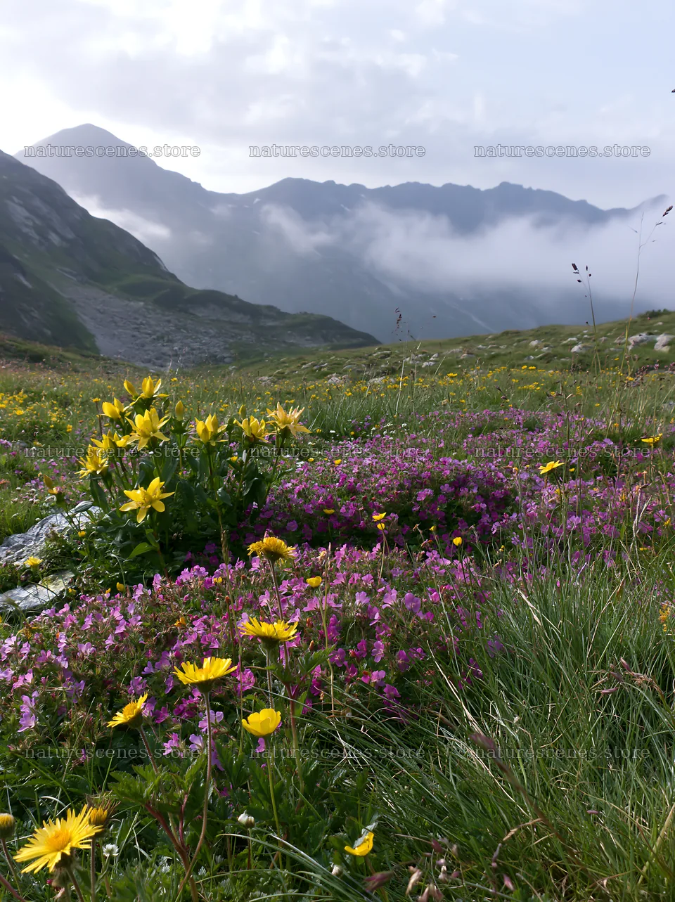 Clover speedwell meadow with mountain scenery in the background – nature scenes 6866x9174