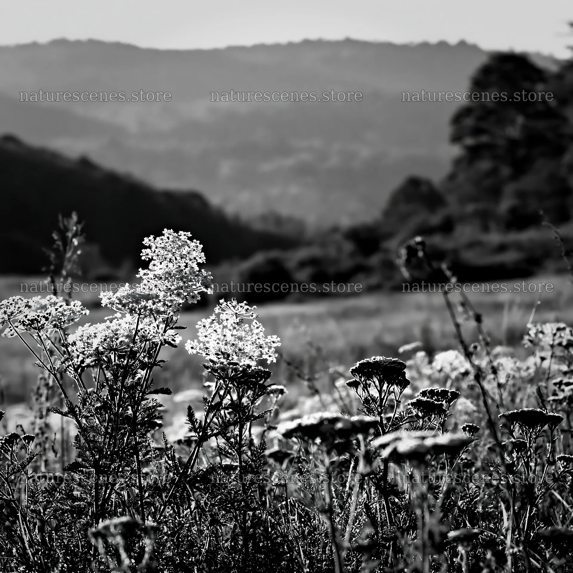 Yarrow meadow bloom with distant hills and clear sky – nature scenes 7938x7938