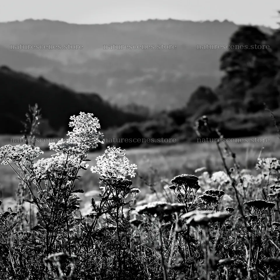 Yarrow meadow bloom with distant hills and clear sky – nature scenes 7938x7938