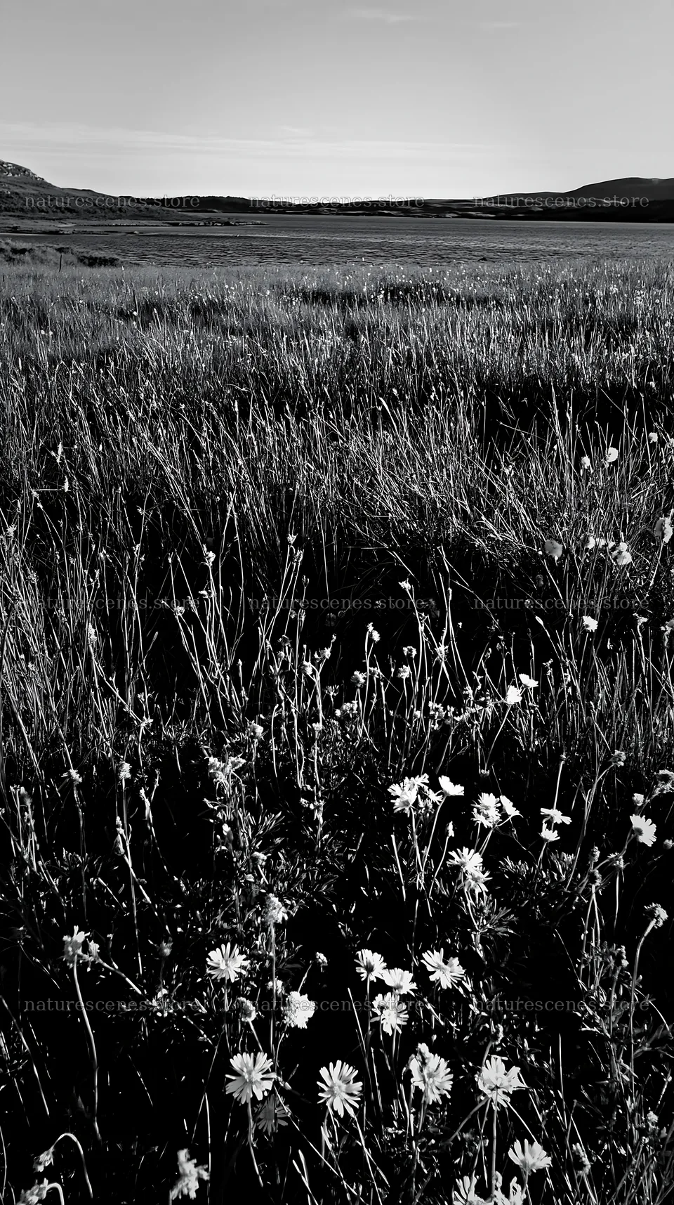 Aurora meadow coast with wildflowers and grass in black and white – nature scenes 5938x10608