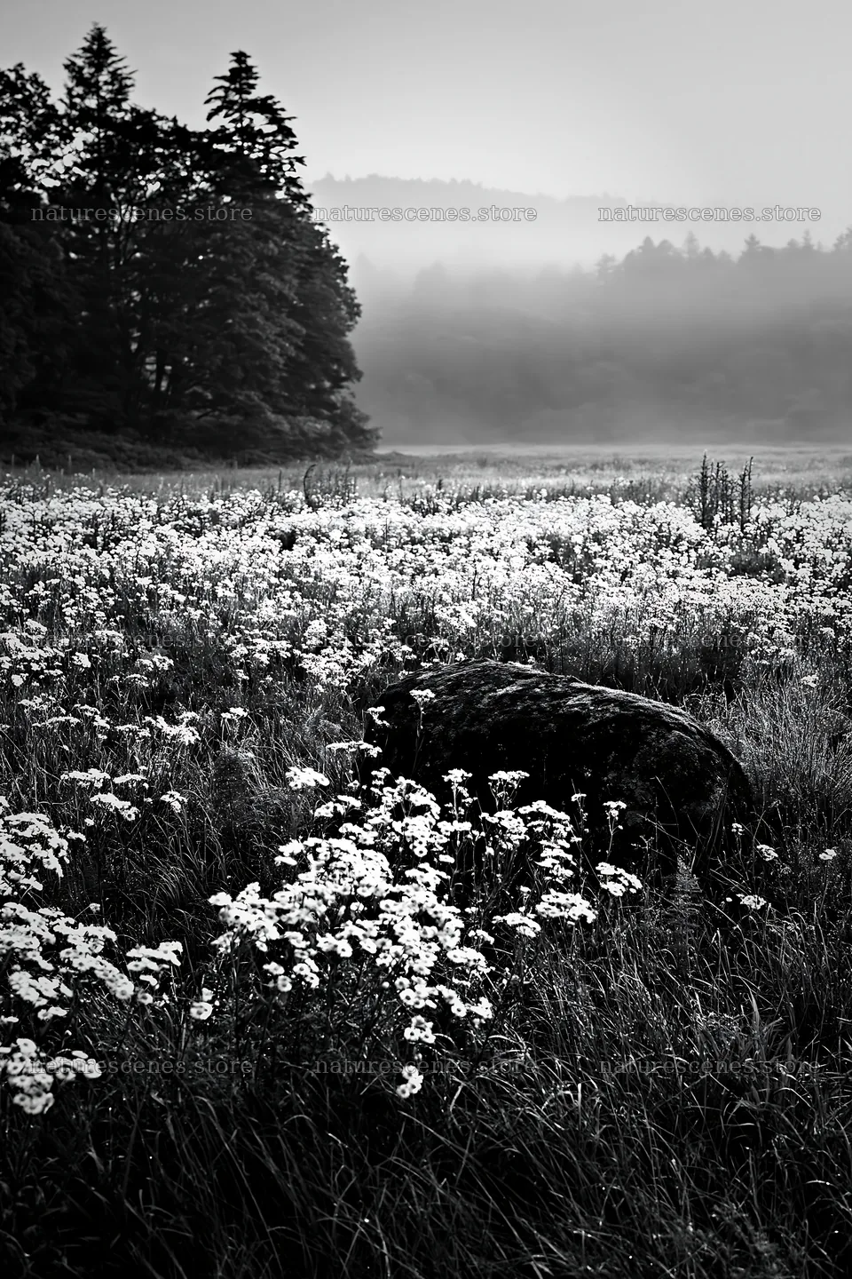 Misty meadow with moss covered stone in Shimane – nature scenes 6480x9722