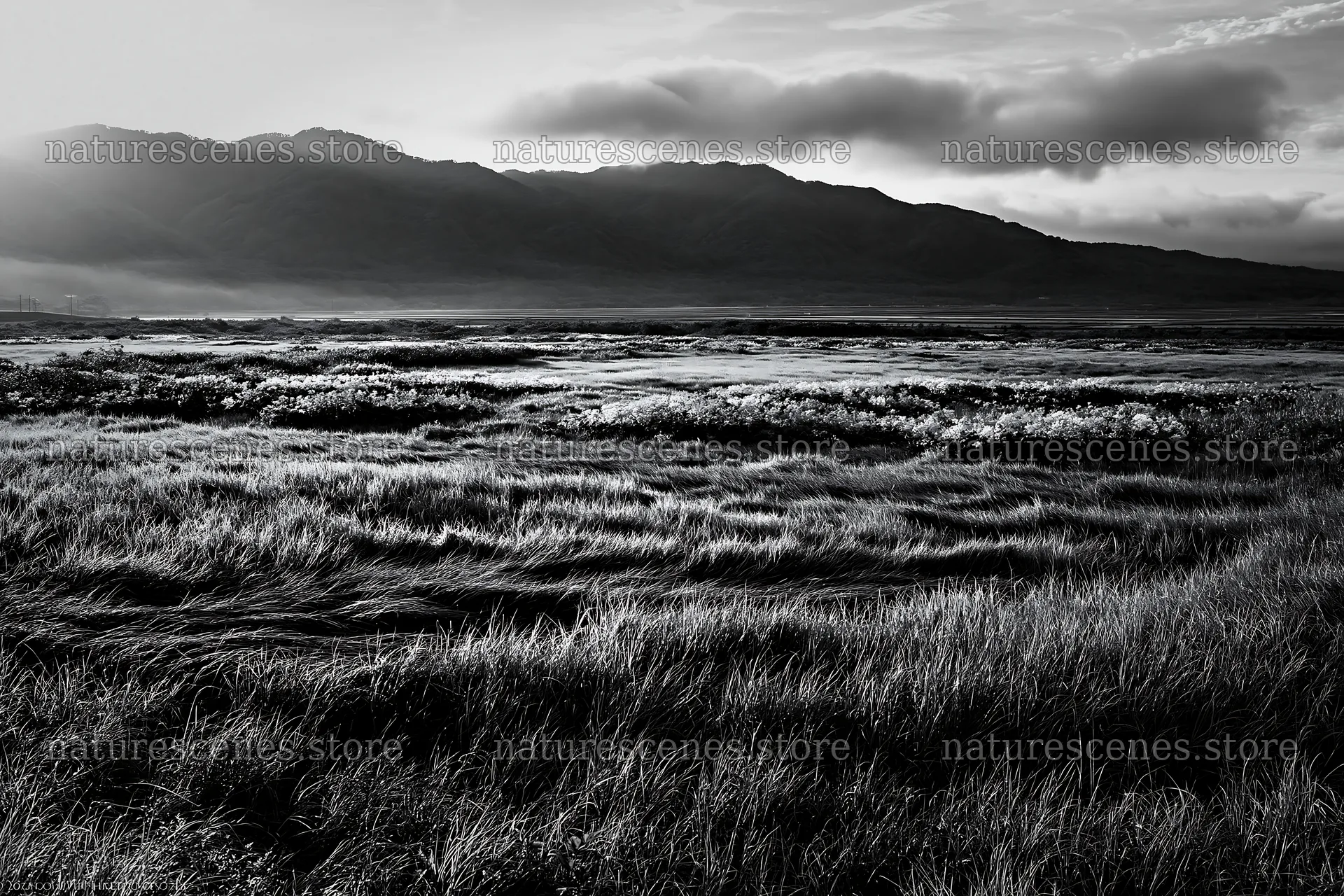 Expansive Hokkaido restoration meadow with dewdrops – nature scenes 9722x6480