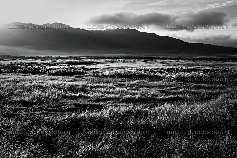 Expansive Hokkaido restoration meadow with dewdrops – nature scenes 9722x6480