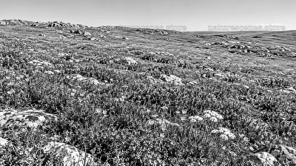 Monochrome Wildflowers Across a Rocky Upland – nature scenes 10324x5812