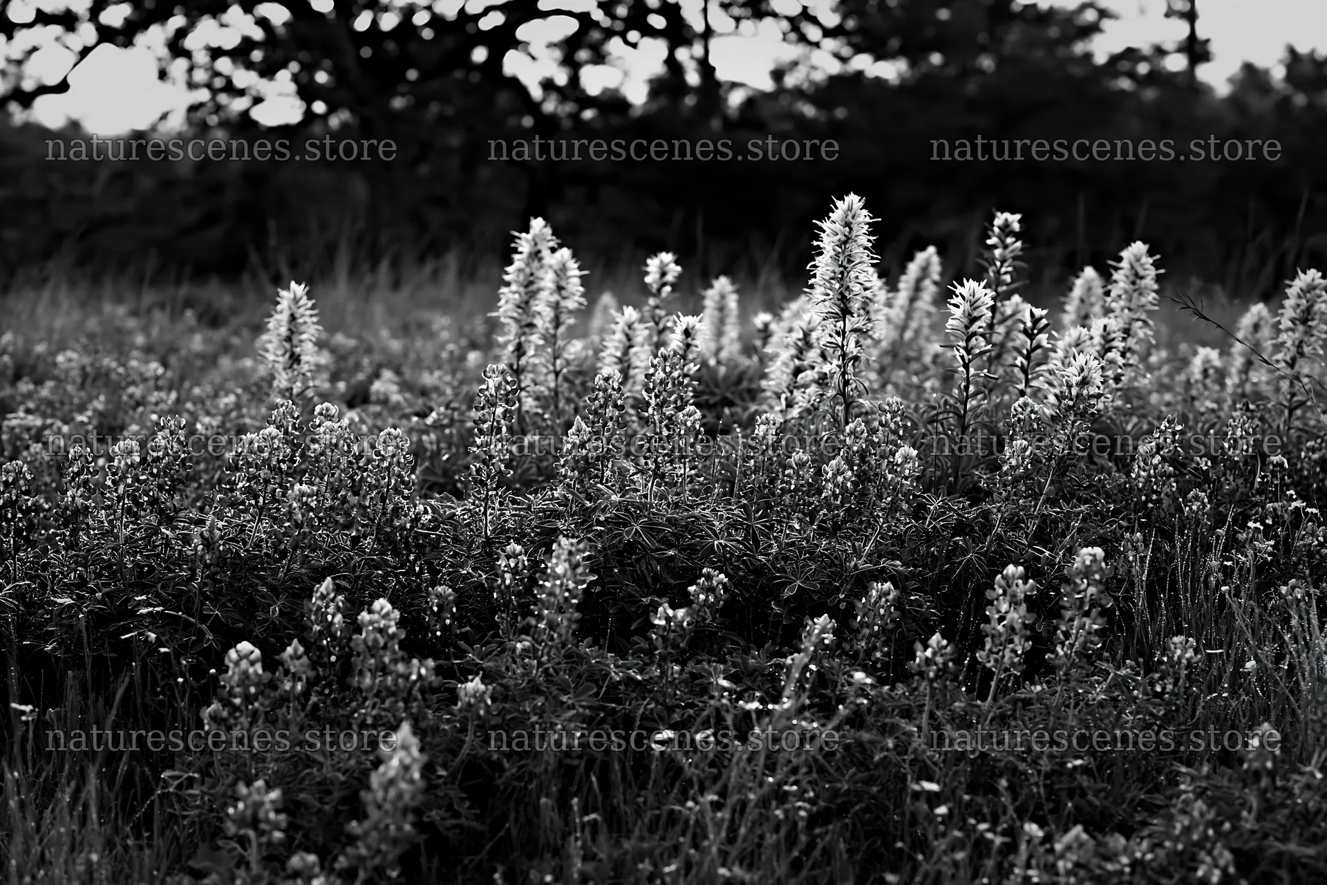 Bluebonnet meadow at sunrise in black and white – nature scenes 9722x6480