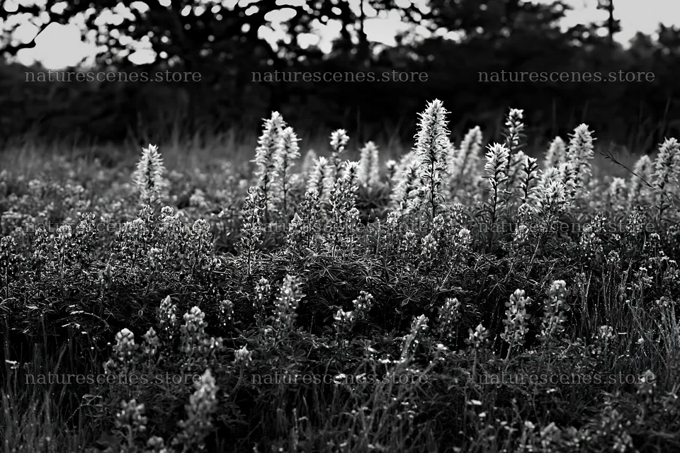 Bluebonnet meadow at sunrise in black and white – nature scenes 9722x6480