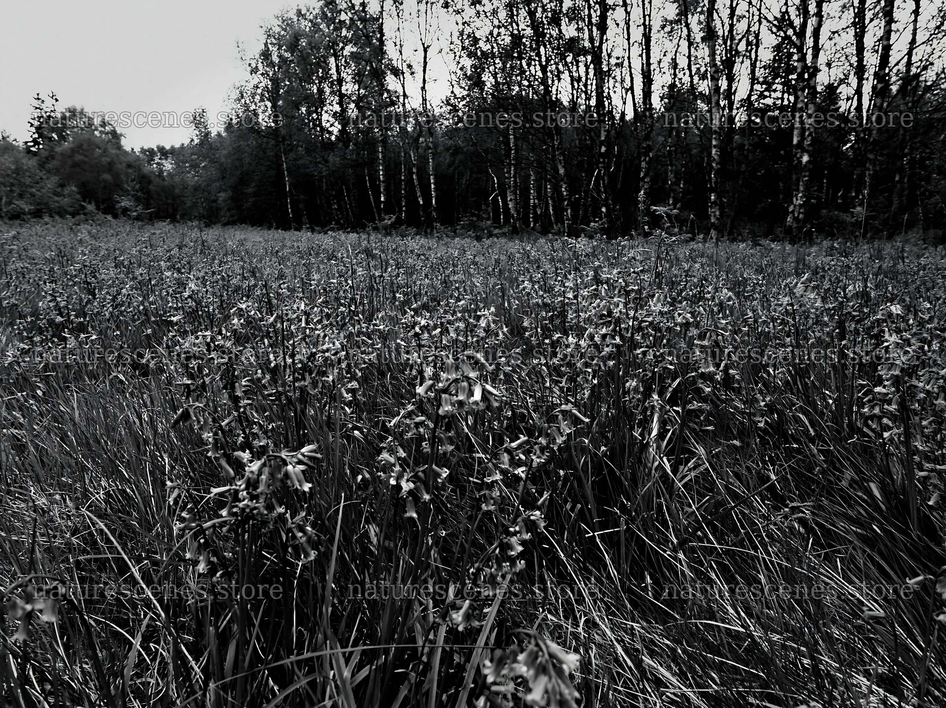 Meadow with wildflowers beneath birch trees in black and white – nature scenes 9174x6866