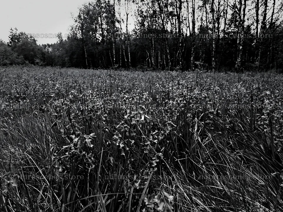 Meadow with wildflowers beneath birch trees in black and white – nature scenes 9174x6866