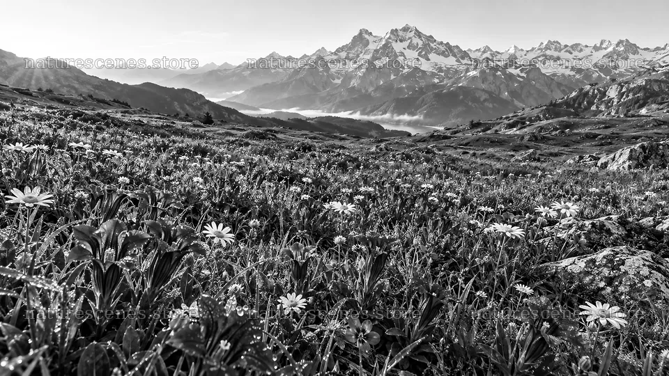 Black and White Mountain Meadow with Snowy Peaks – nature scenes 10324x5812