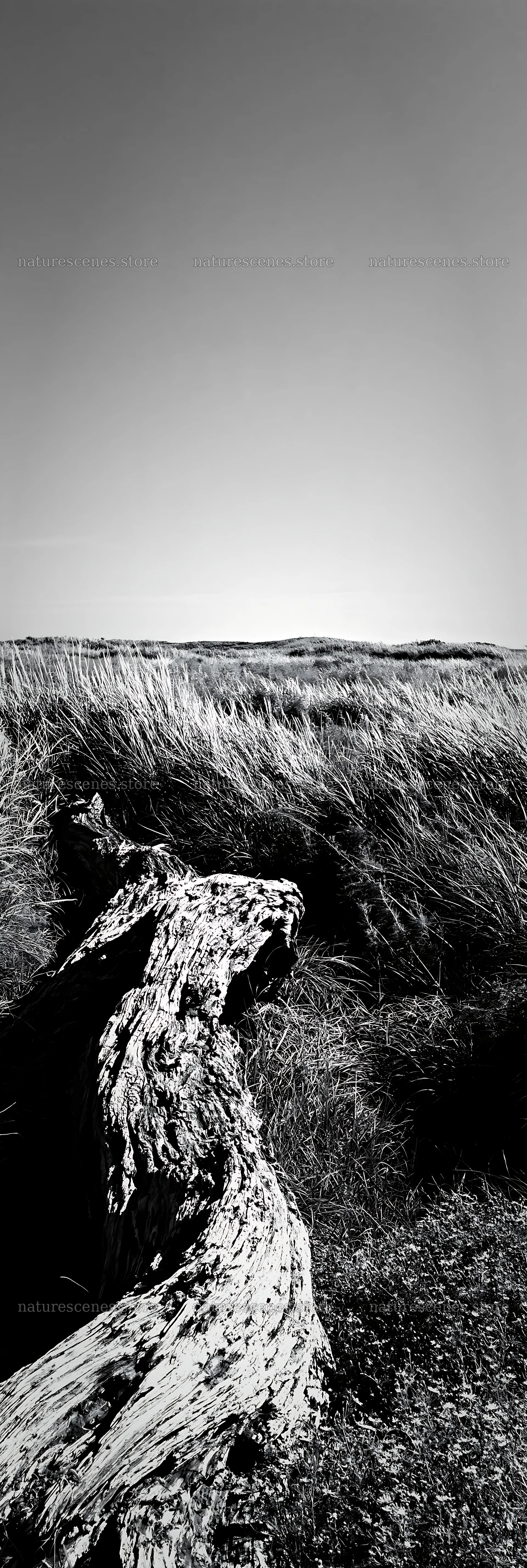 Chiba coastal meadow with driftwood in black and white – nature scenes 4602x13690