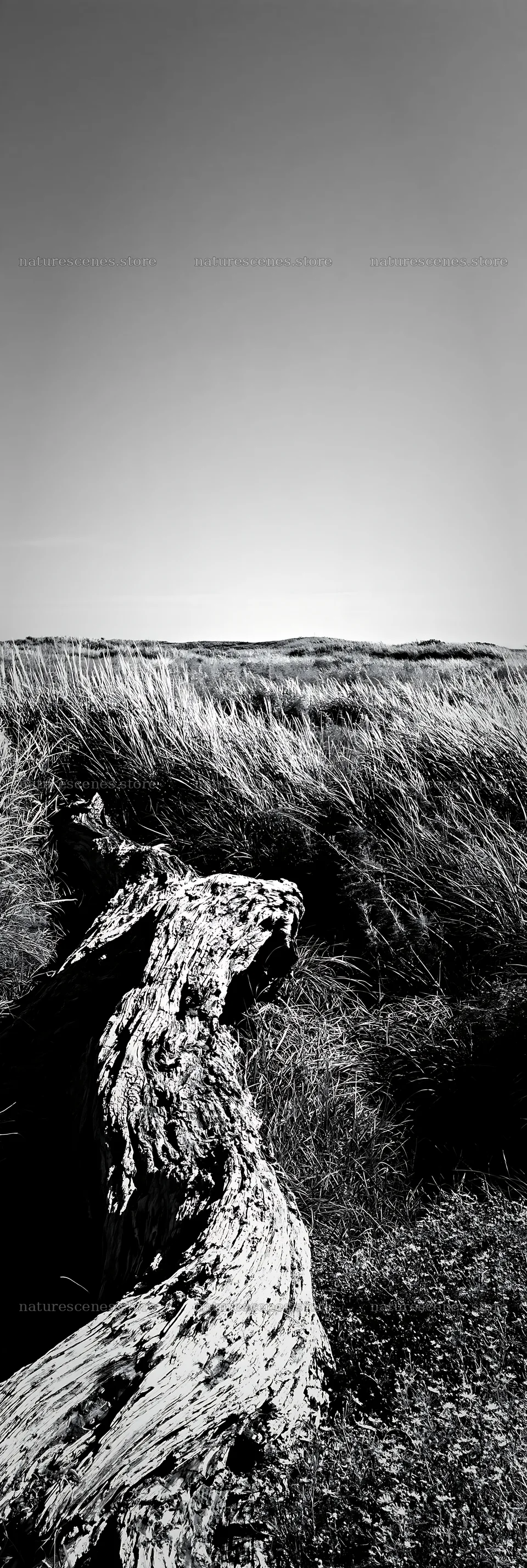 Chiba coastal meadow with driftwood in black and white – nature scenes 4602x13690