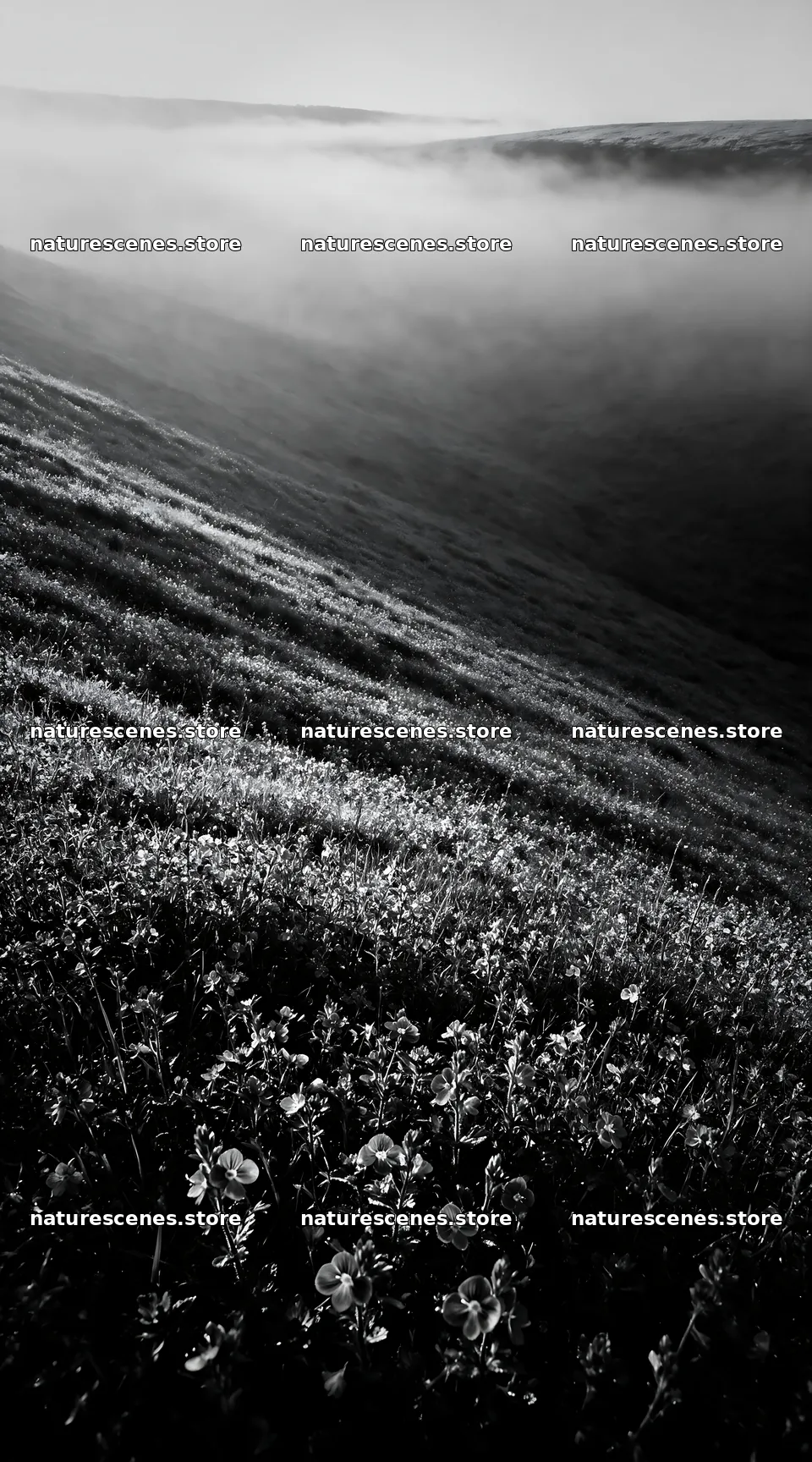 Clover speedwell meadow in morning light on hillside – nature scenes 5916x10648