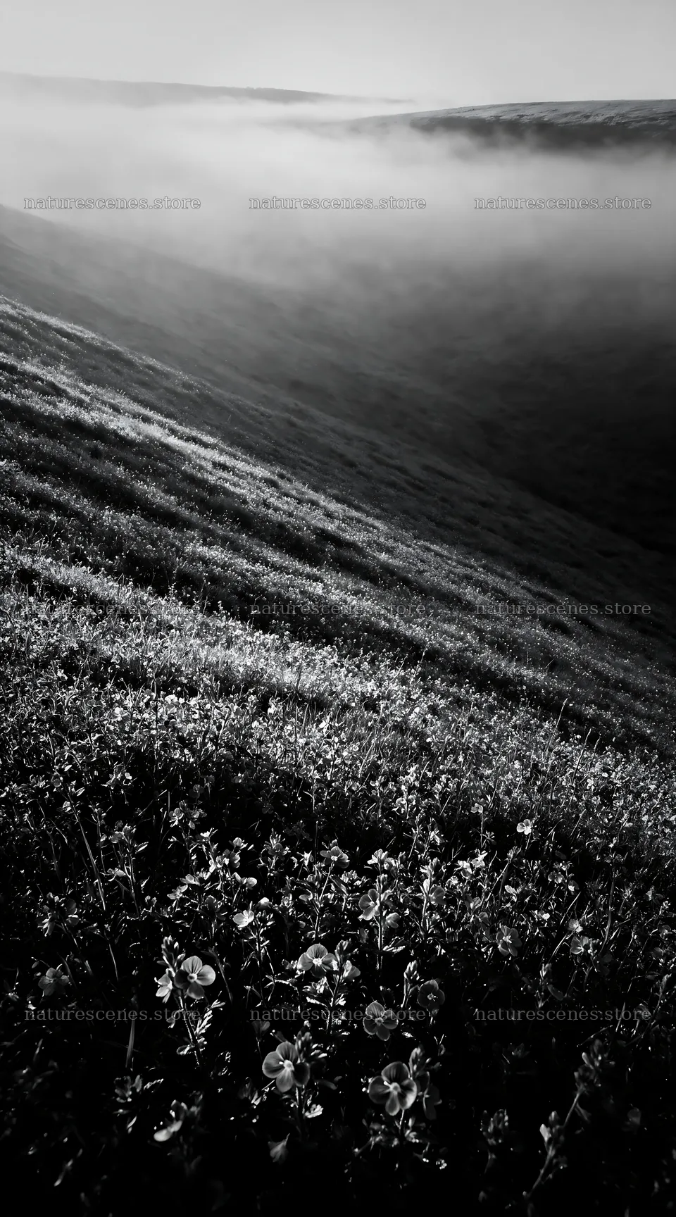 Clover speedwell meadow in morning light on hillside – nature scenes 5916x10648