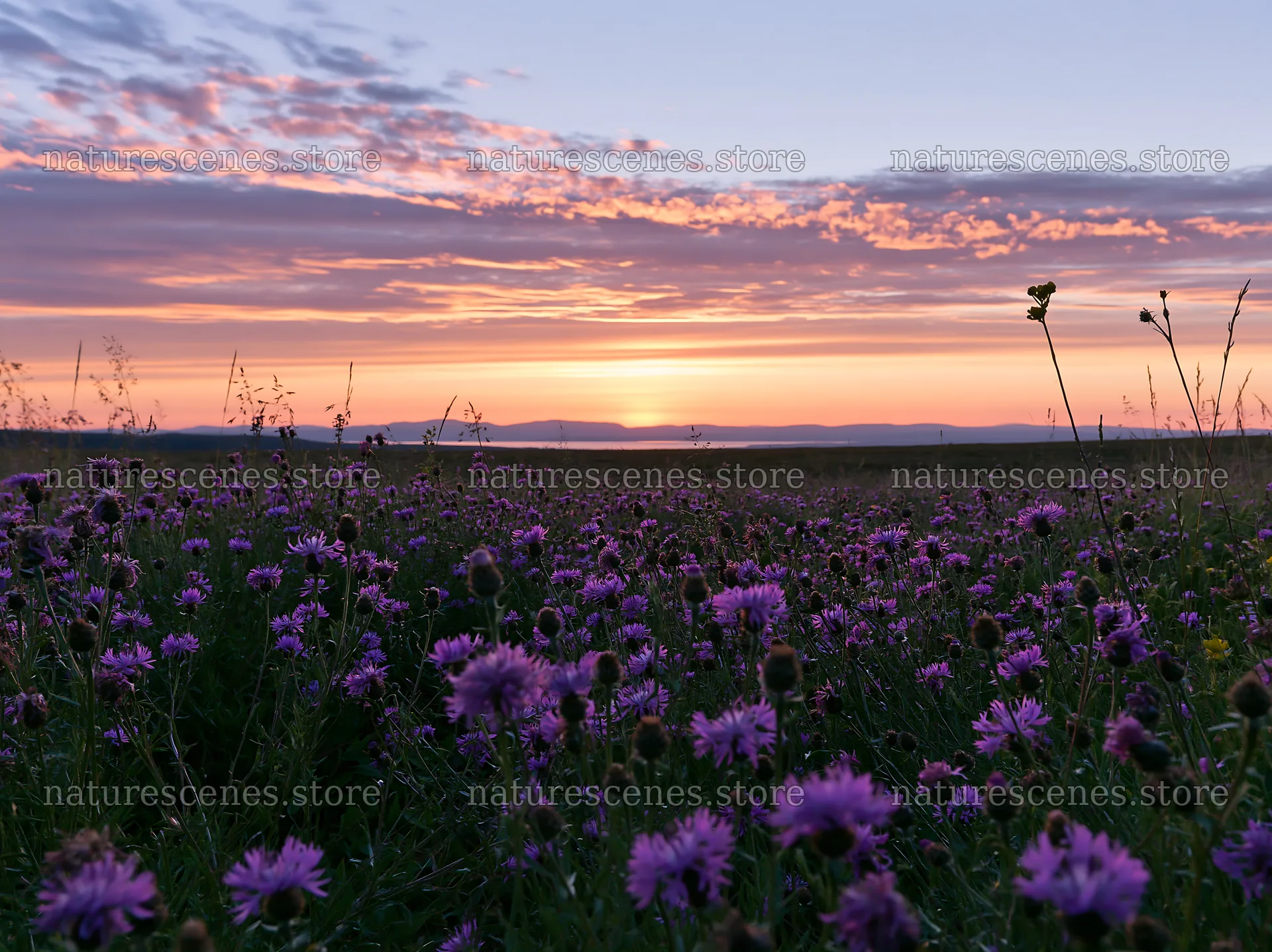 Sunset over a meadow filled with knapweed flowers – nature scenes 9174x6866