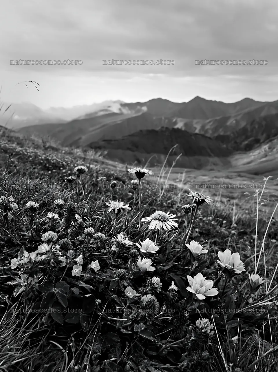 Clover speedwell meadow with mountains in the background – nature scenes 6866x9174