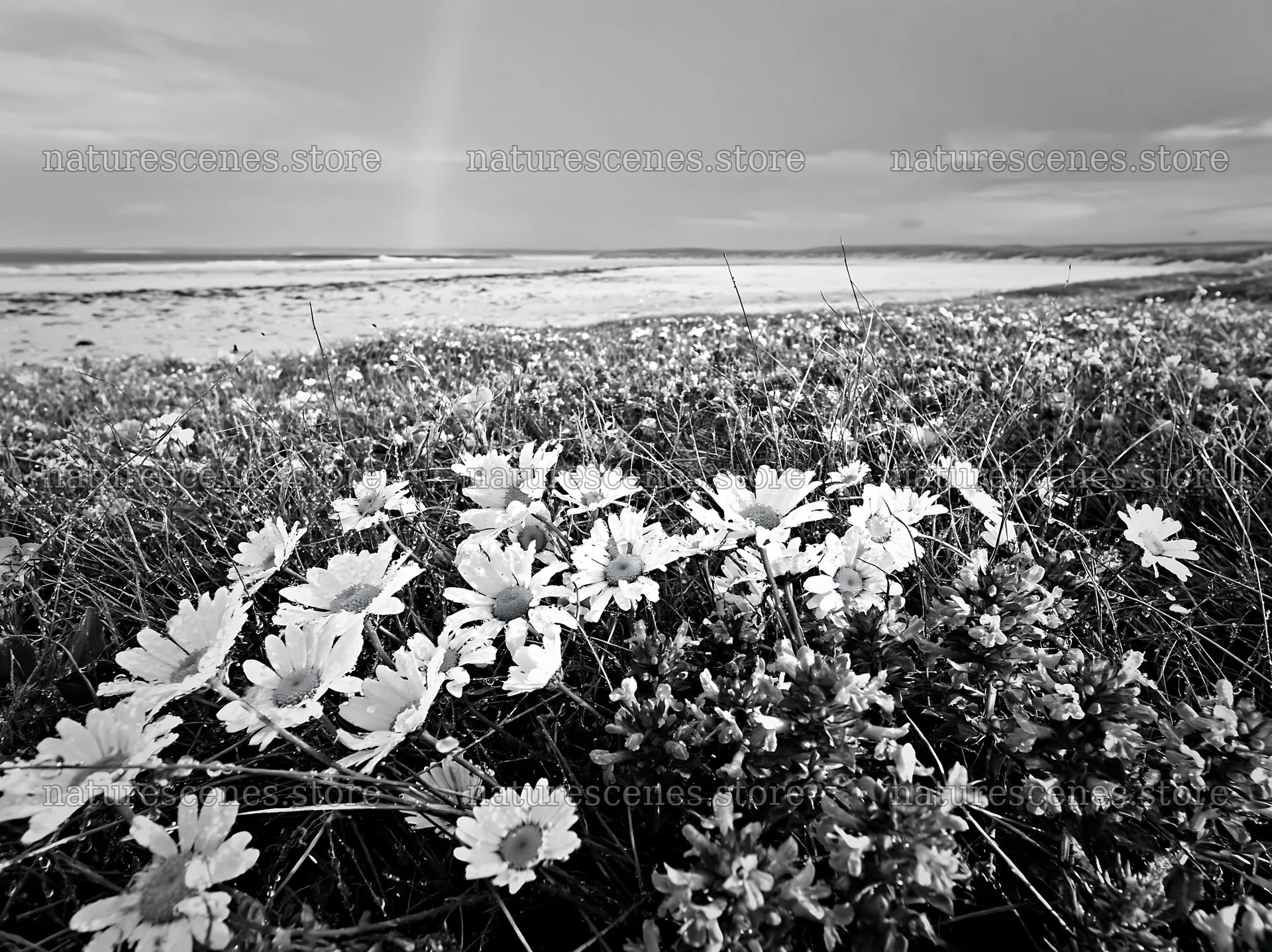 Flowers in a meadow at Machair beach near the ocean – nature scenes 9174x6866