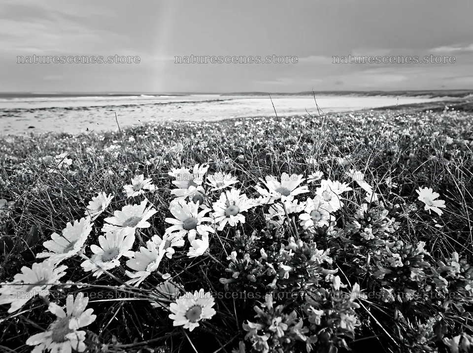 Flowers in a meadow at Machair beach near the ocean – nature scenes 9174x6866