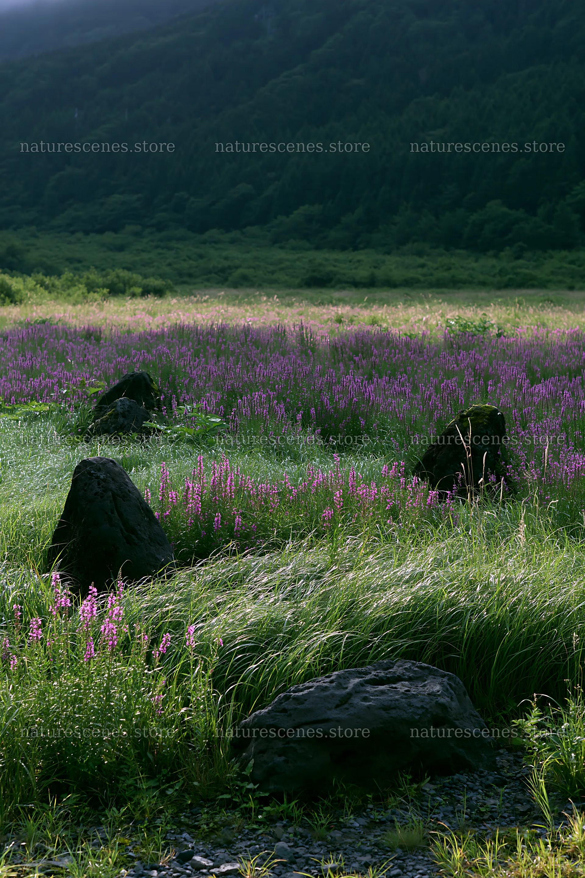 Kanagawa heat resilient meadow volcanic stones blend with flowers – nature scenes 6480x9722
