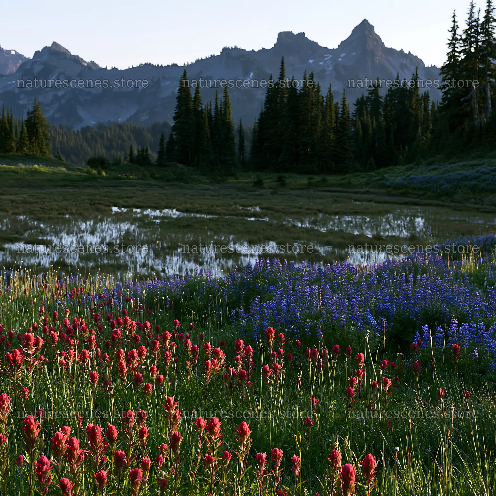 Mount Rainier paintbrush and lupine meadow at sunset – nature scenes 7938x7938
