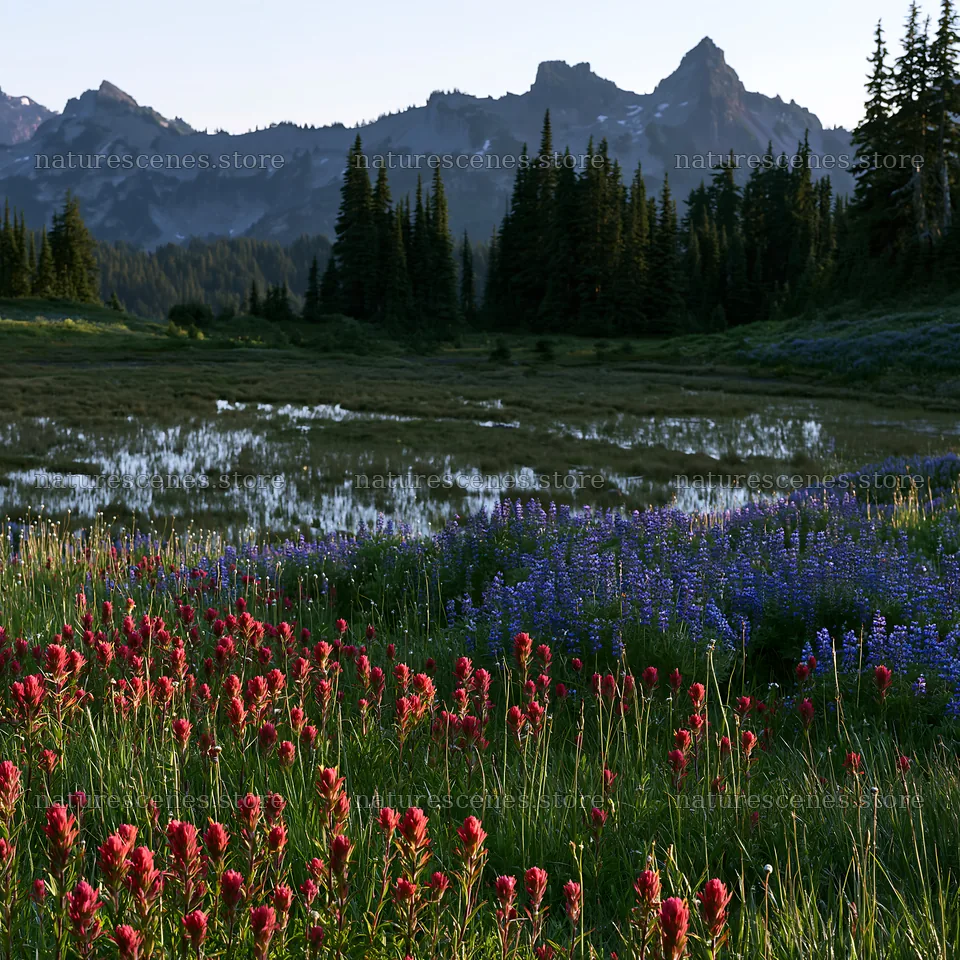 Mount Rainier paintbrush and lupine meadow at sunset – nature scenes 7938x7938