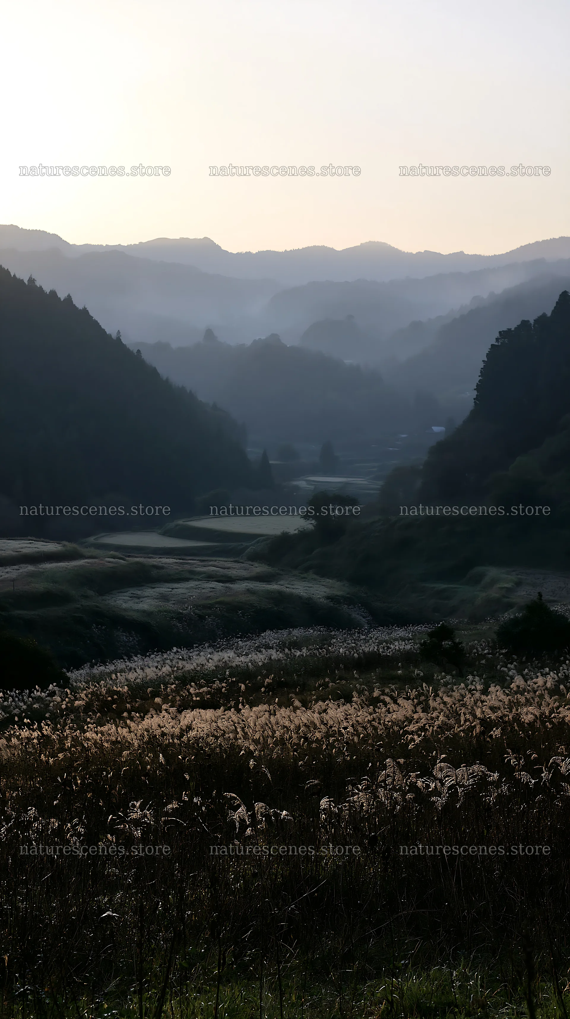 Ehime twilight meadow with dry seedheads – nature scenes 5938x10608