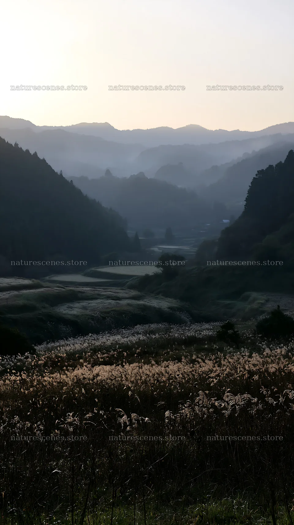 Ehime twilight meadow with dry seedheads – nature scenes 5938x10608