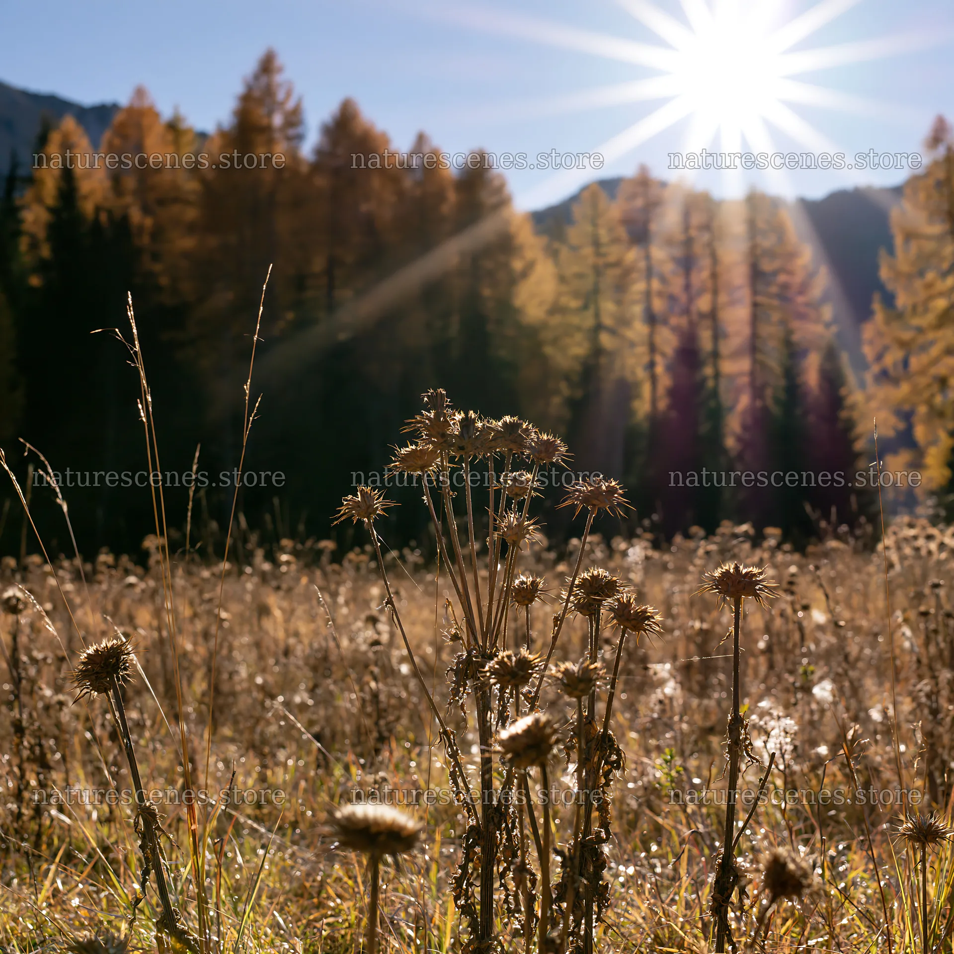 Sunbeams shine over Alpe di Siusi meadow with wildflowers – nature scenes 7938x7938