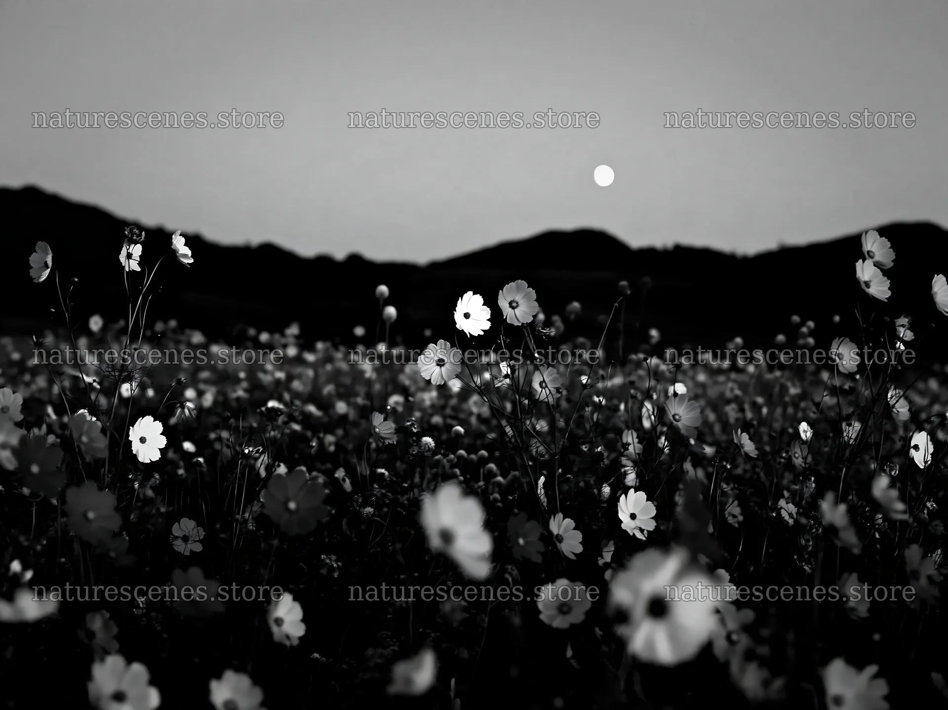 Colorful cosmos meadow under evening sky with setting moon – nature scenes 9174x6866