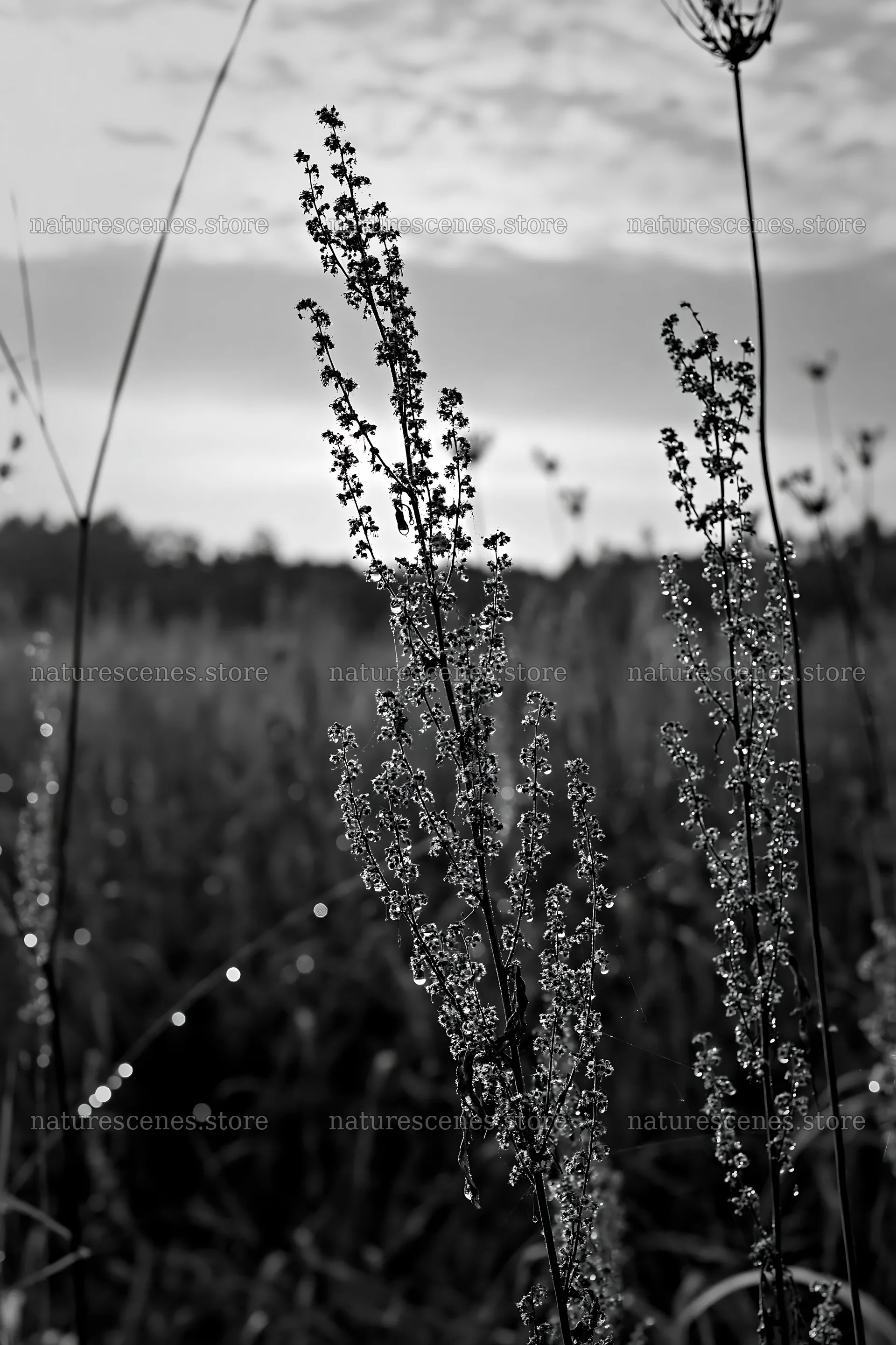 Aichi restored meadow autumn seedheads foreground – nature scenes 6480x9722