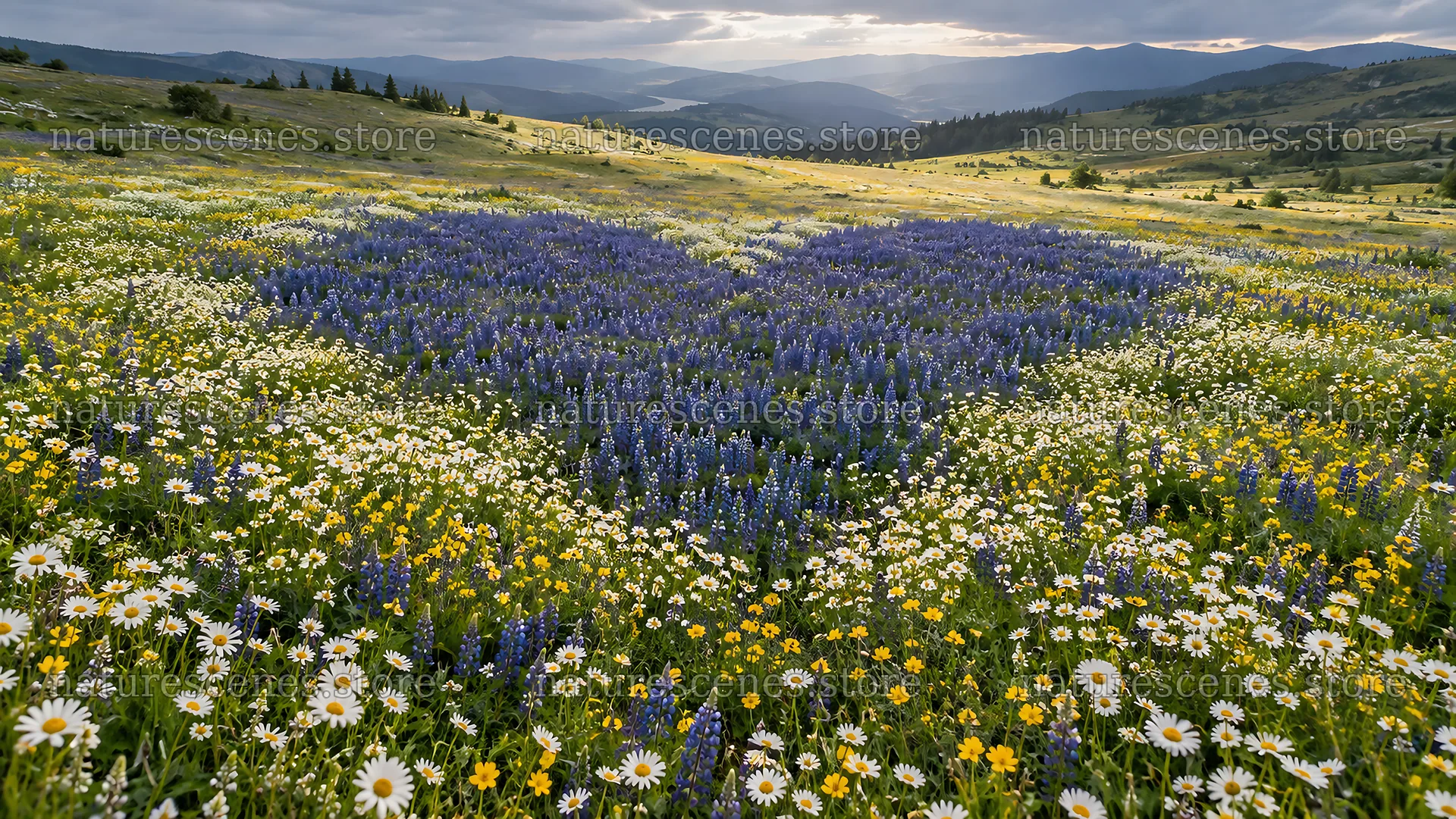 Heart-Shaped Wildflower Meadow in a Mountain Valley – nature scenes 10324x5812