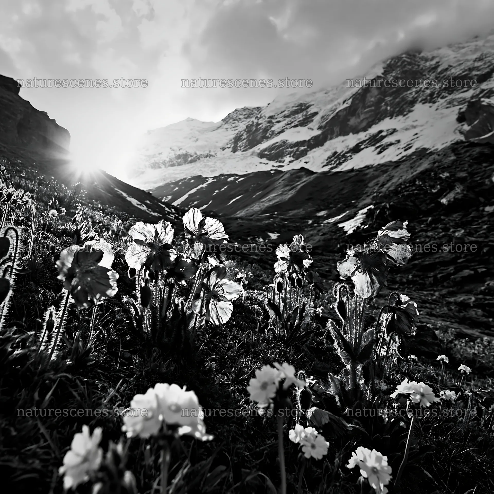 Mountain pass meadow with flowers and snow-capped mountains – nature scenes 7938x7938