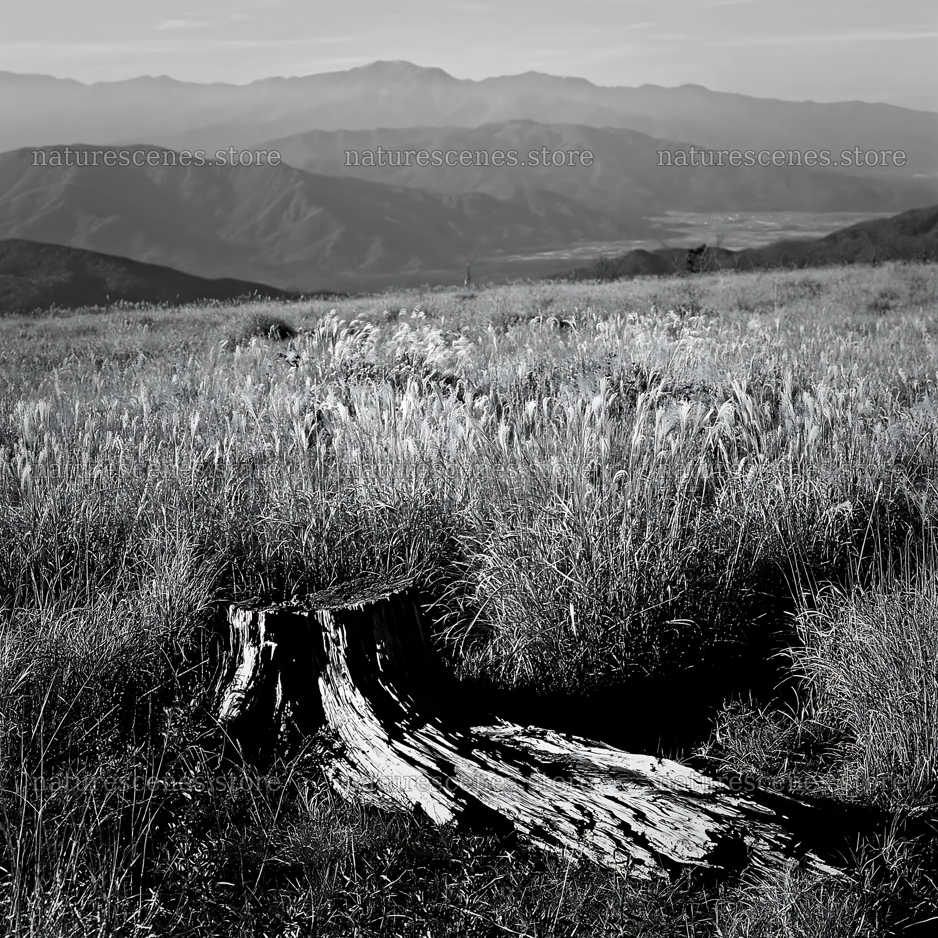Wakayama autumn meadow with weathered wood in foreground – nature scenes 7938x7938