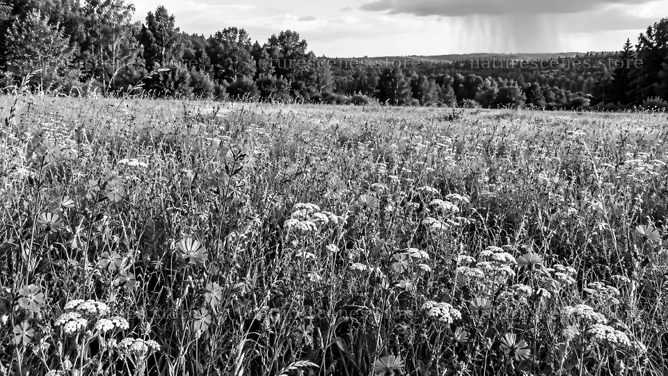 Monochrome Wildflower Meadow at Forest Edge – nature scenes 10324x5812