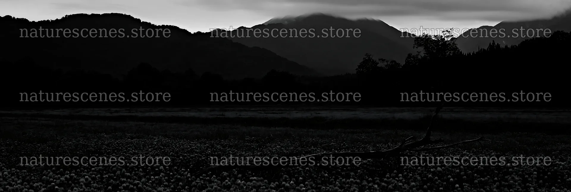 Yamagata rewilded meadow with fallen branch in foreground – nature scenes 13690x4602