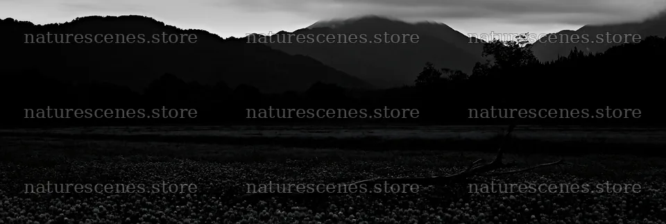 Yamagata rewilded meadow with fallen branch in foreground – nature scenes 13690x4602