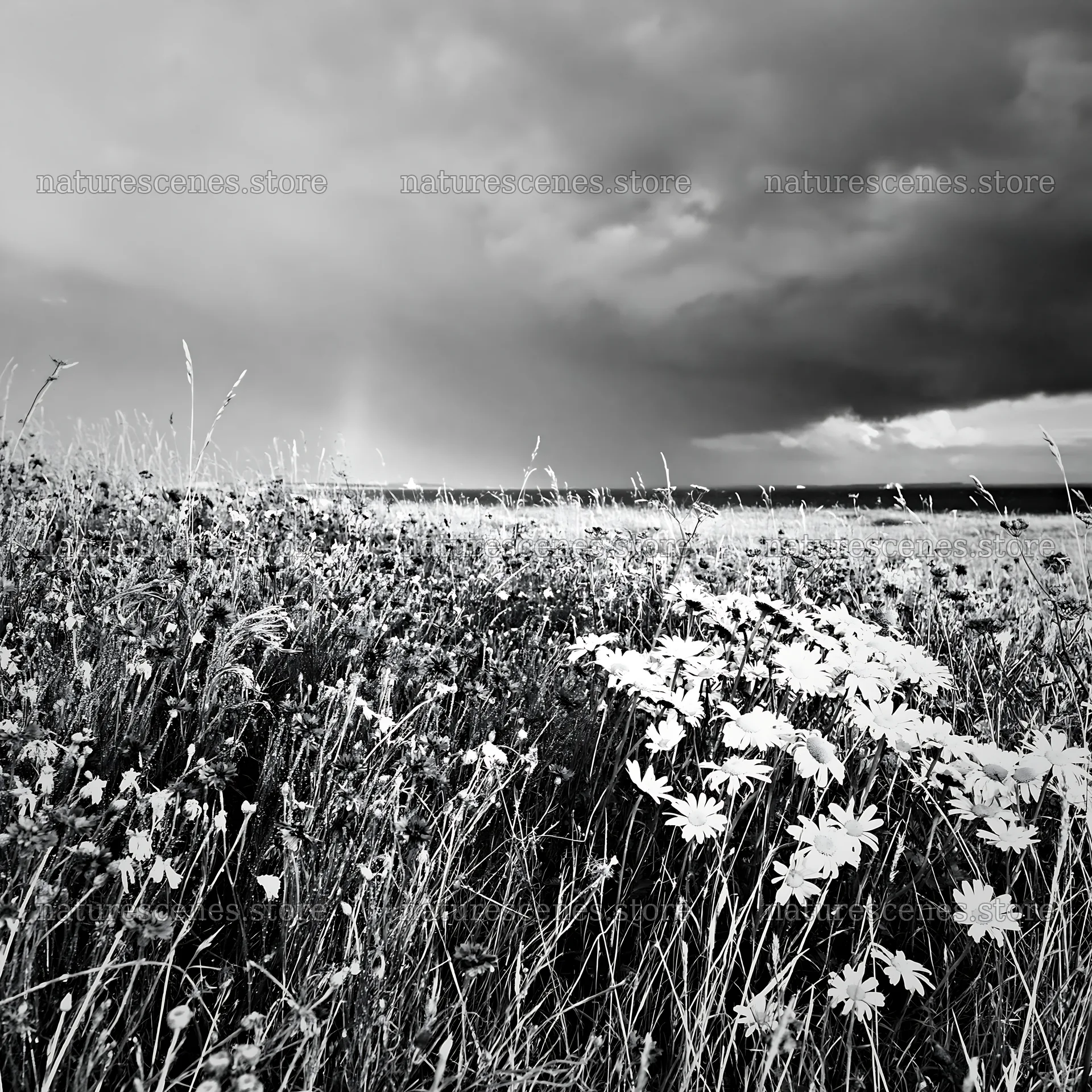 Cornflower meadow website header image with blue flowers – nature scenes 7938x7938