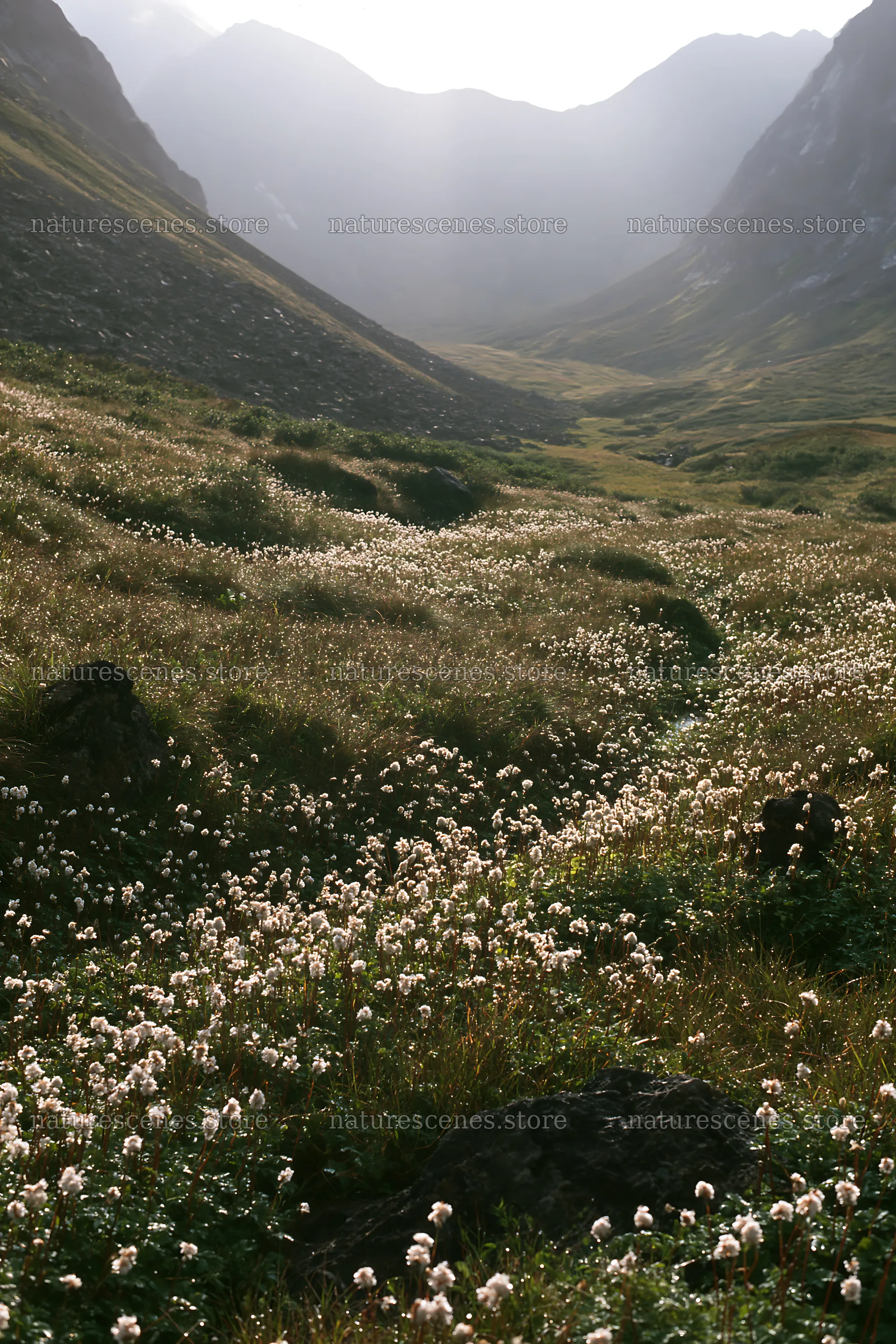 Silver dew meadow with flowers and a winding path in the valley – nature scenes 6480x9722