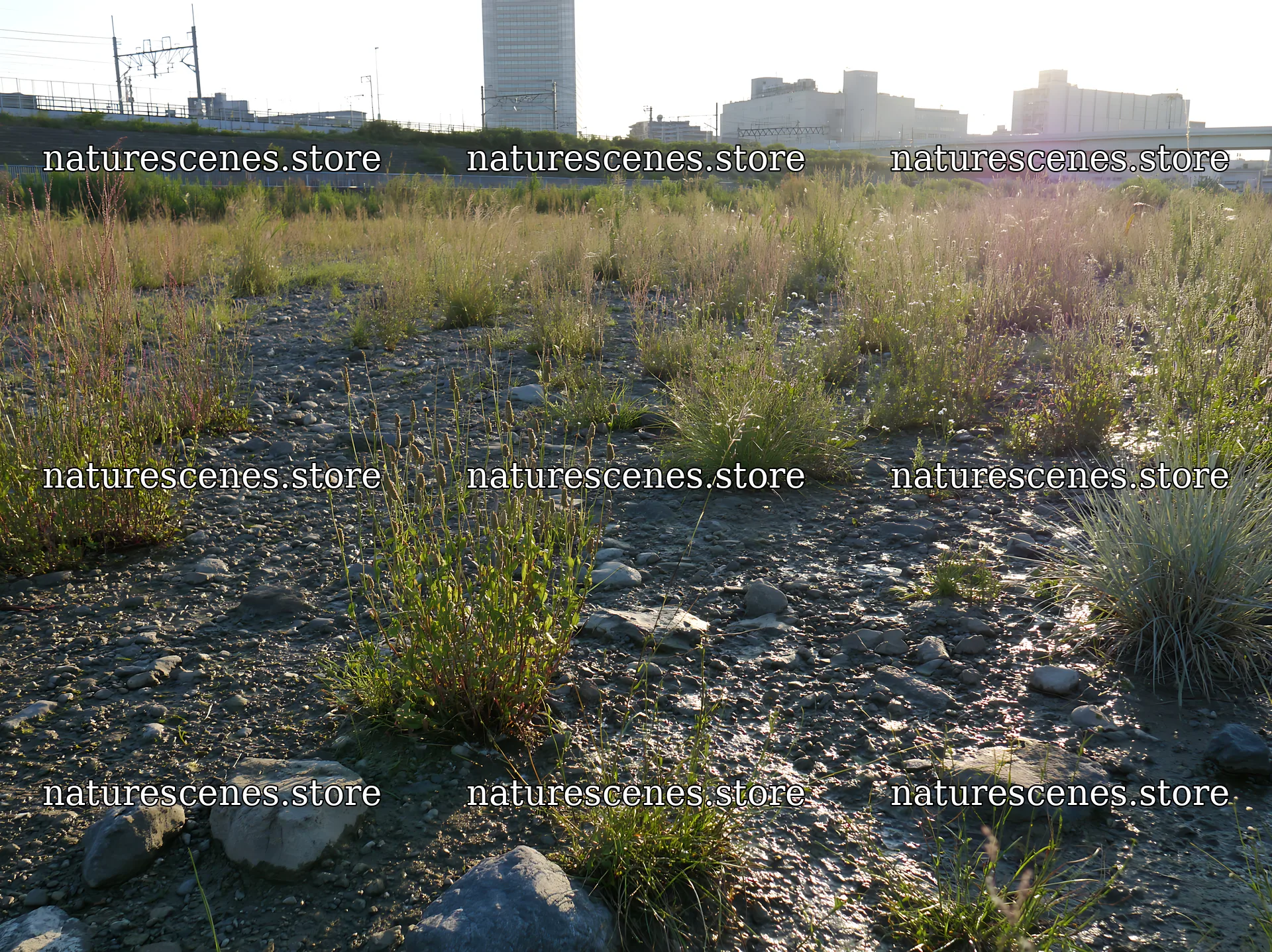 Tokyo urban biodiversity meadow with seedheads in city setting – nature scenes 9174x6866