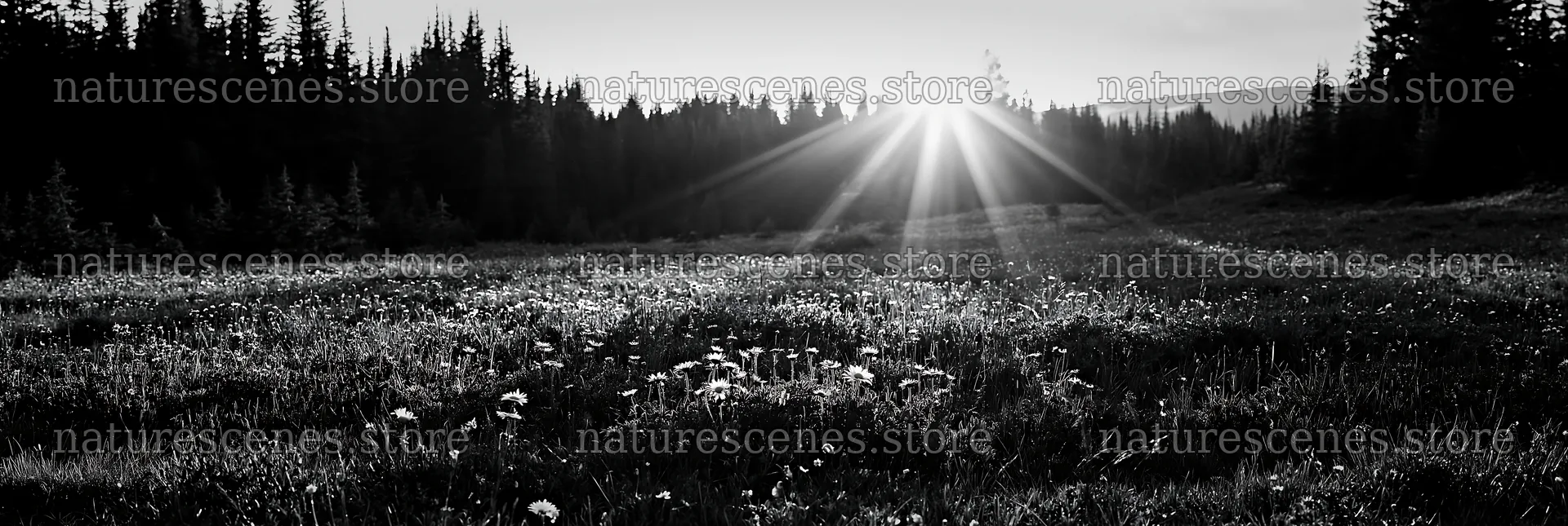 Sunshine Meadows Banff light rays create bright scene – nature scenes 13690x4602