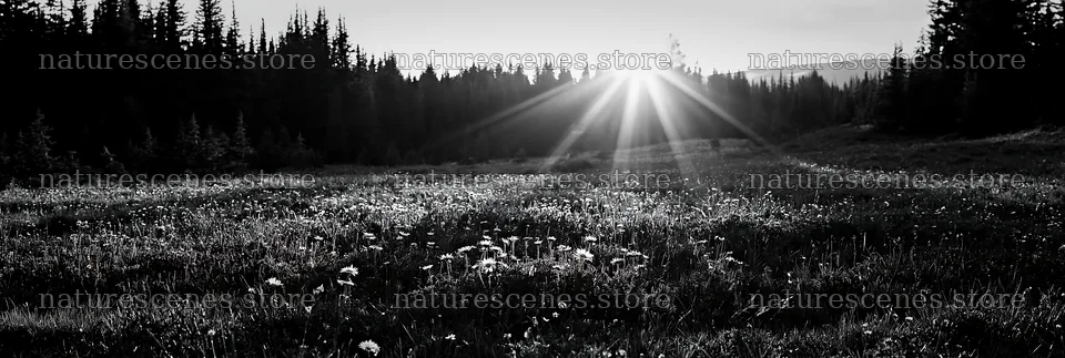 Sunshine Meadows Banff light rays create bright scene – nature scenes 13690x4602