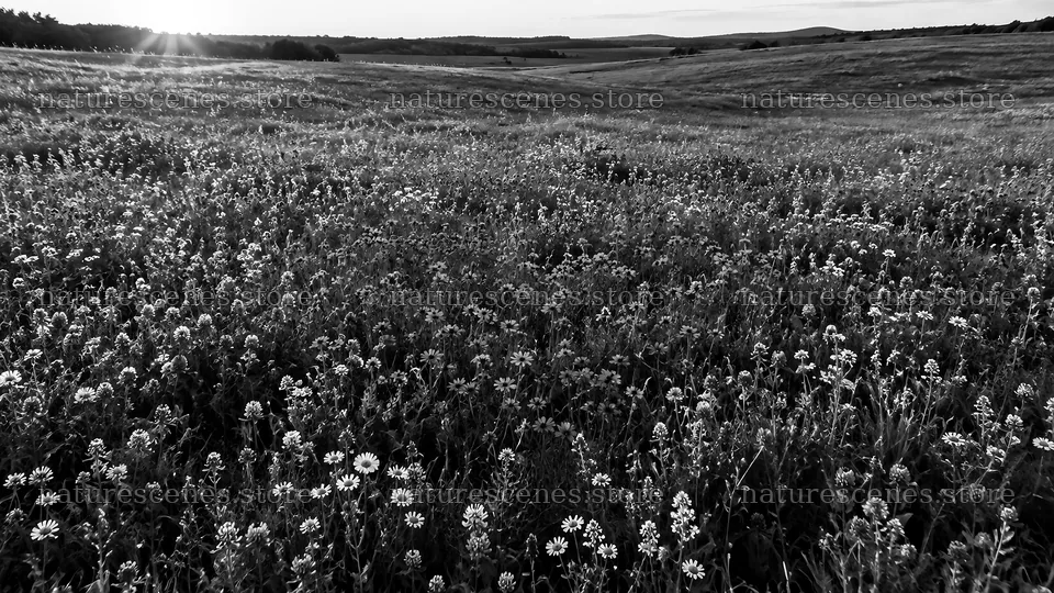 Monochrome Wildflower Meadow and Rolling Hills – nature scenes 10324x5812