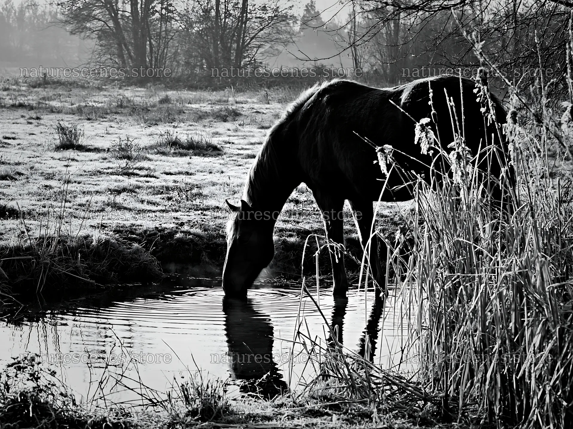 Horse drinking water in a quiet meadow at dawn – nature scenes 9174x6866