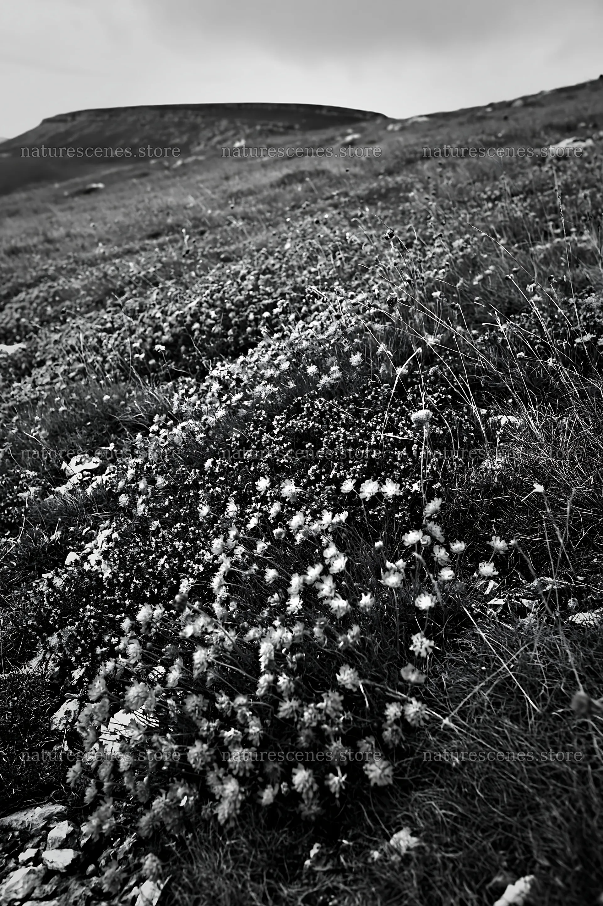 Cloudy meadow with small scabious blooms in natural setting – nature scenes 6480x9722