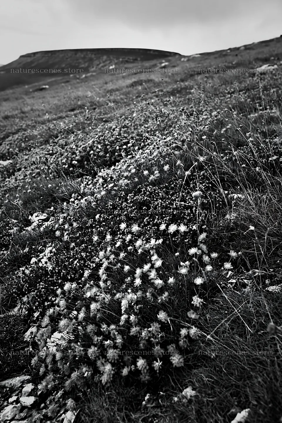 Cloudy meadow with small scabious blooms in natural setting – nature scenes 6480x9722