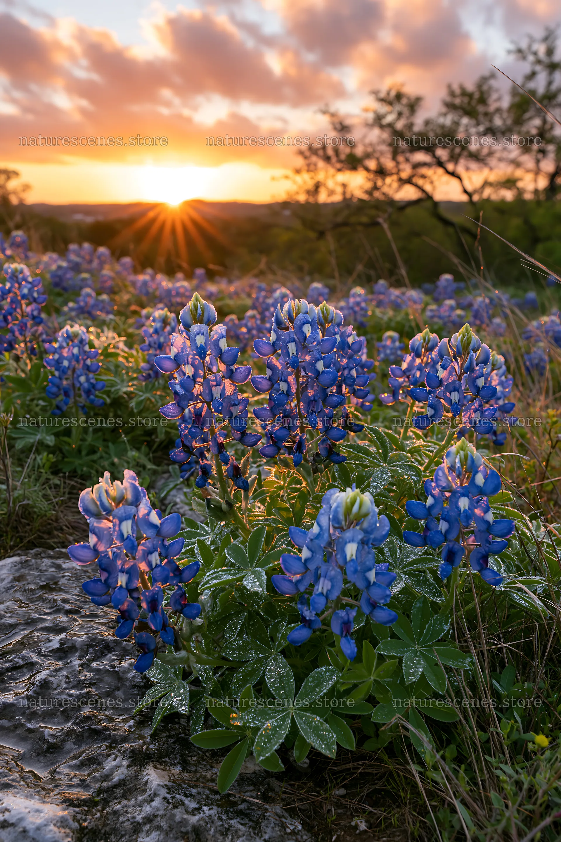 Bluebonnet meadow sunrise with sunlight and flowers – nature scenes 6480x9722