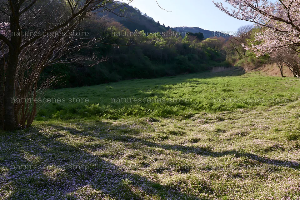 Fukuoka spring meadow fallen blossom foreground – nature scenes 9722x6480