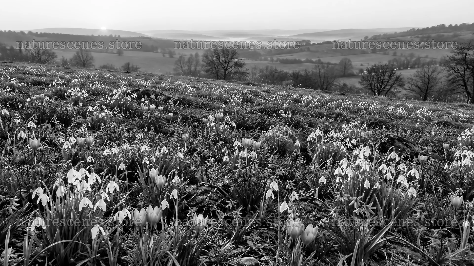 Delicate Spring Bulbs on a Rolling Hillside – nature scenes 10324x5812