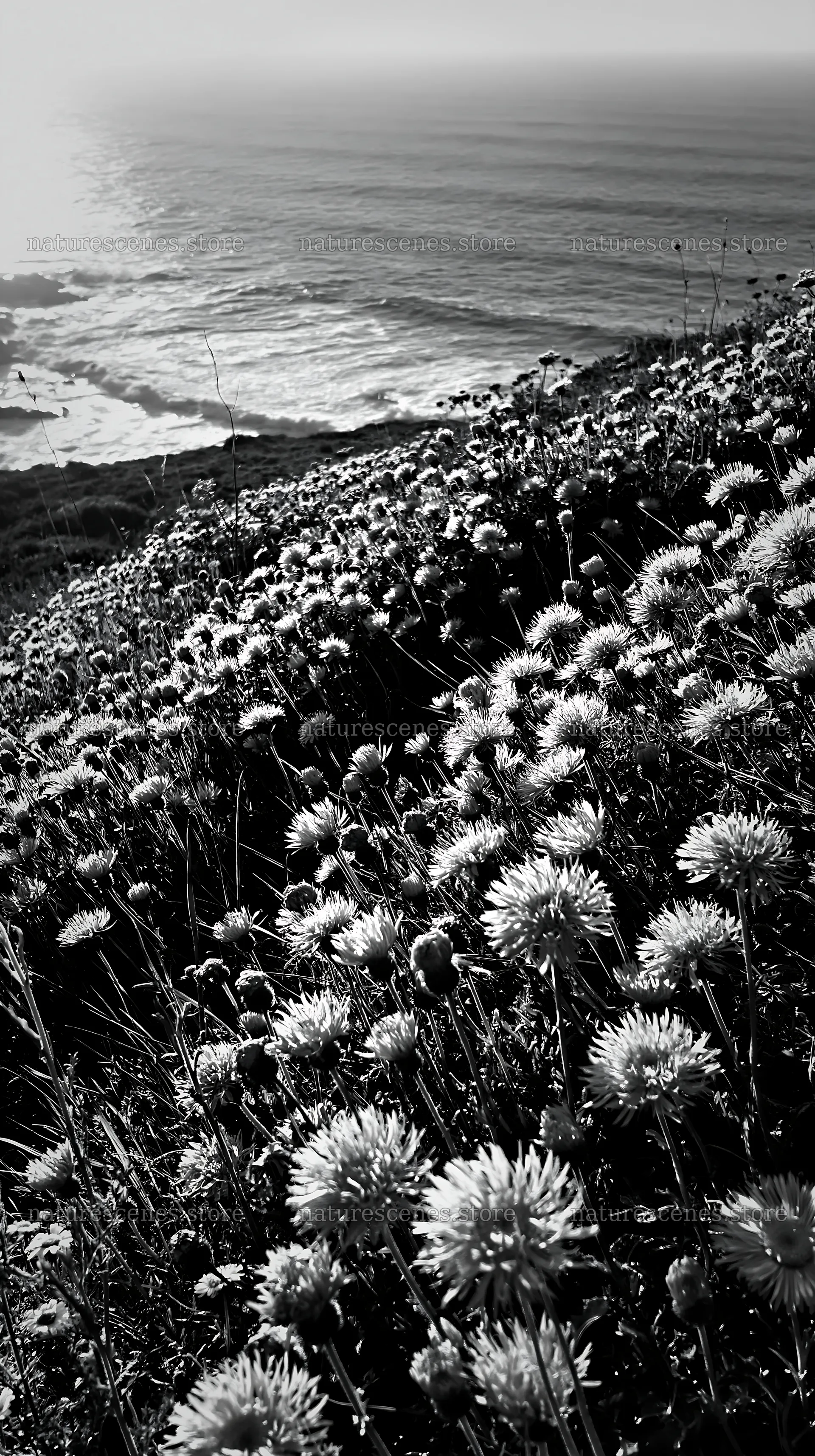 Flowers on a meadow overlooking the Atlantic coast in Portugal – nature scenes 5938x10608