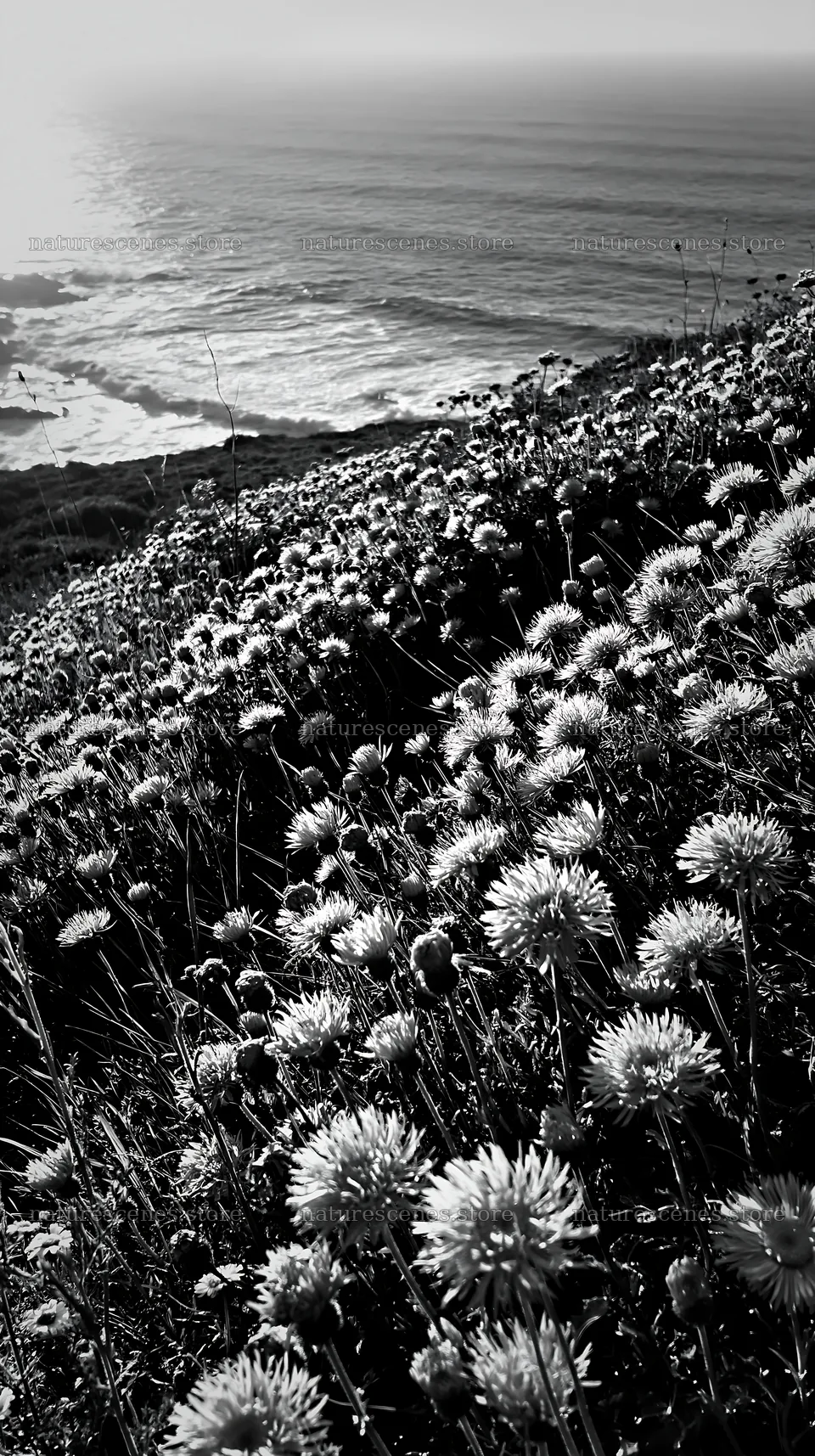 Flowers on a meadow overlooking the Atlantic coast in Portugal – nature scenes 5938x10608